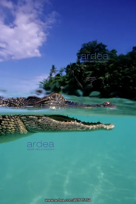 : Saltwater Crocodile - on the surface - Kimbe Bay West, New B : Saltwater Crocodile - on the surface - Kimbe Bay West, New B