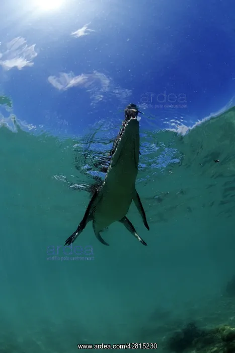 : Saltwater Crocodile - on the surface - Kimbe Bay West, New B : Saltwater Crocodile - on the surface - Kimbe Bay West, New B