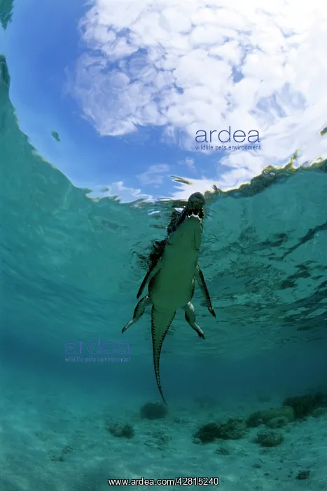 : Saltwater Crocodile - on the surface - Kimbe Bay West, New B : Saltwater Crocodile - on the surface - Kimbe Bay West, New B