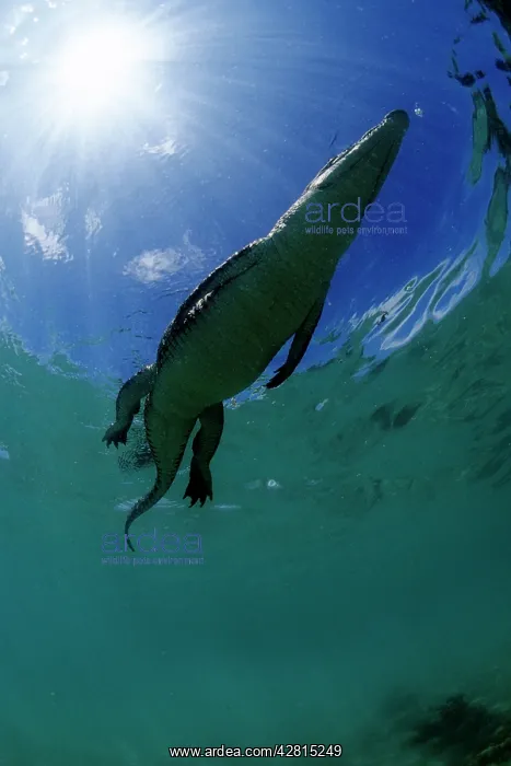 : Saltwater Crocodile - on the surface - Kimbe Bay West, New B : Saltwater Crocodile - on the surface - Kimbe Bay West, New B
