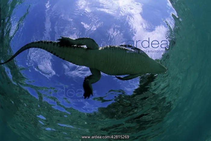 : Saltwater Crocodile - on the surface - Kimbe Bay West, New B