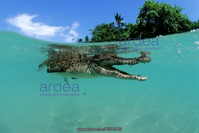 : Saltwater Crocodile - under the surface - Kimbe Bay West, Ne : Saltwater Crocodile - under the surface - Kimbe Bay West, Ne