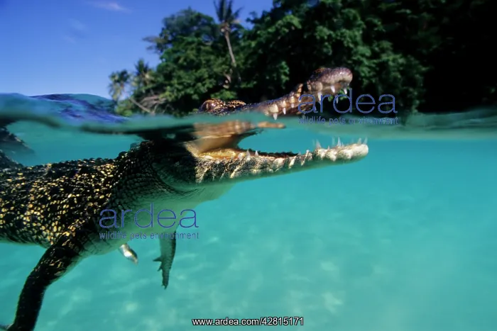  : Saltwater Crocodile - under the surface - Kimbe Bay West, Ne