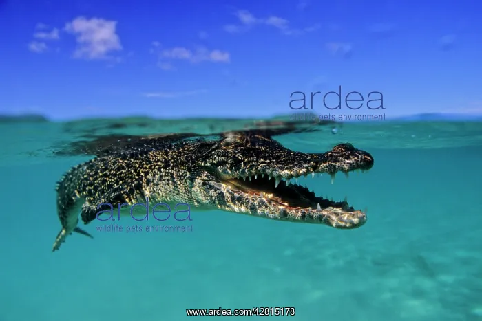  : Saltwater Crocodile - under the surface - Kimbe Bay West, Ne