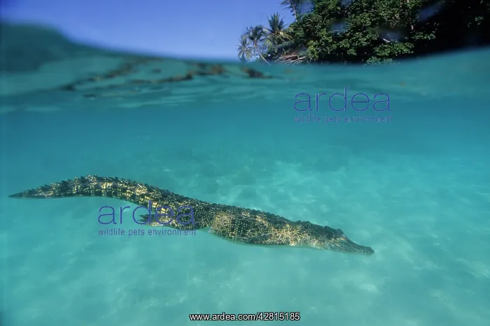: Saltwater Crocodile - under the surface - Kimbe Bay West, Ne : Saltwater Crocodile - under the surface - Kimbe Bay West, Ne