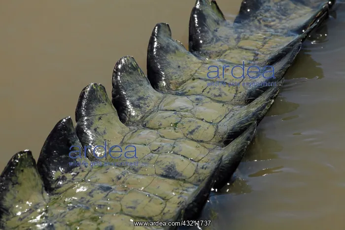 : Saltwater Crocodile Tail, Adelaide River : Saltwater Crocodile Tail, Adelaide River