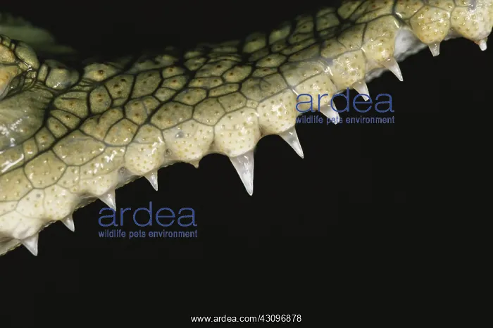 : Saltwater Crocodile Teeth : Saltwater Crocodile Teeth