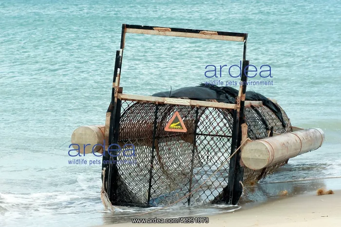 : Saltwater Crocodile trap : Saltwater Crocodile trap