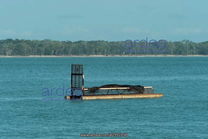: Saltwater Crocodile trap : Saltwater Crocodile trap