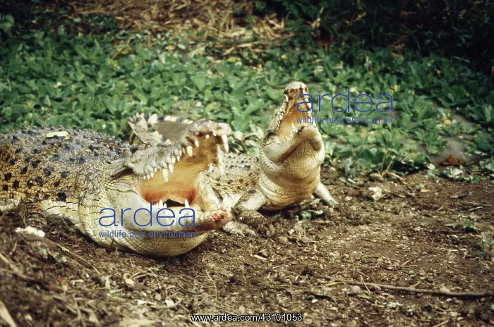 : Saltwater Crocodiles : Saltwater Crocodiles