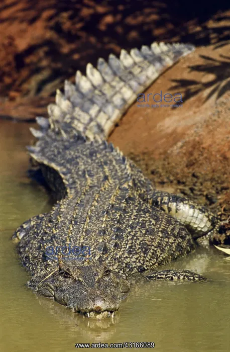 : Saltwater Crocodiles : Saltwater Crocodiles