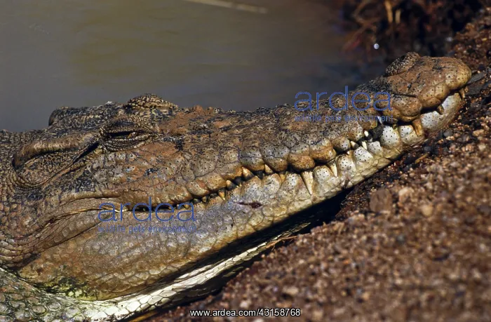 : Saltwater crocodiles, Australia : Saltwater crocodiles, Australia