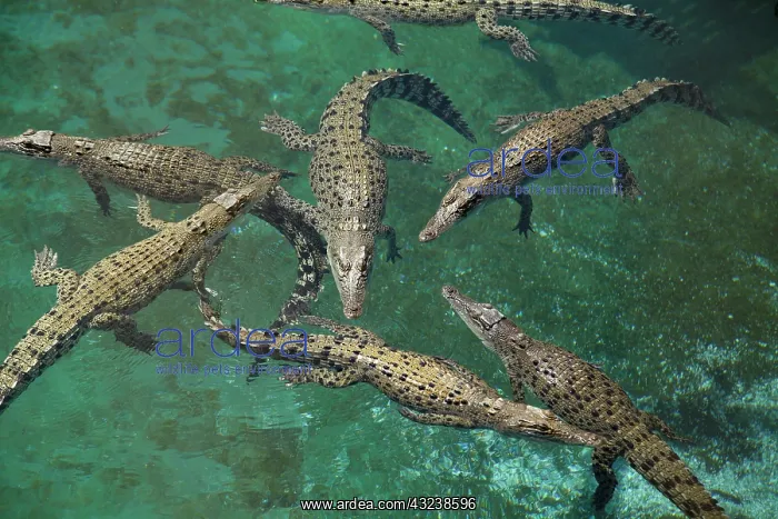 : Saltwater Crocodiles ( Crocodylus Porosus : Saltwater Crocodiles ( Crocodylus Porosus