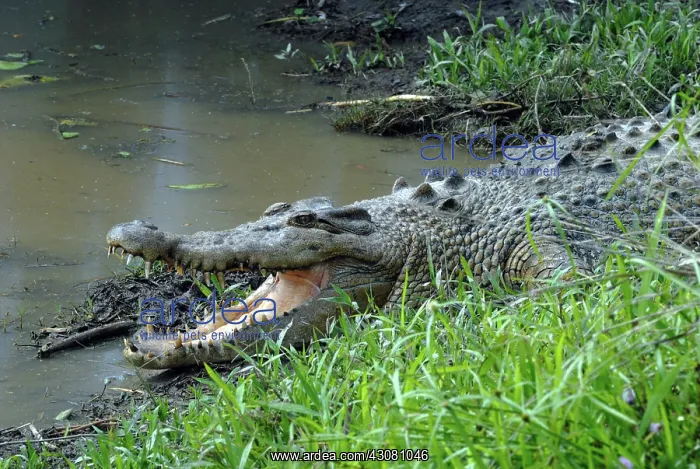  : Saltwater or Estuarine Crocodile