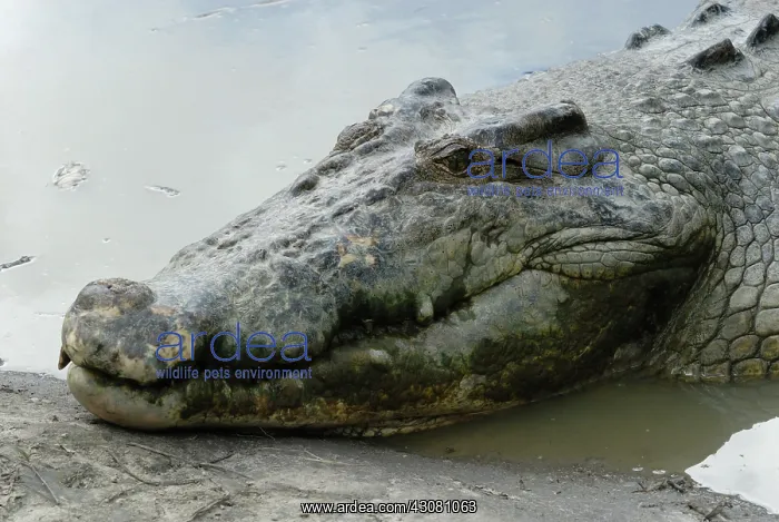  : Saltwater or Estuarine Crocodile