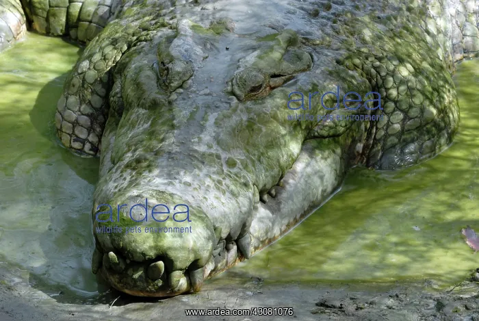 : Saltwater or Estuarine Crocodile : Saltwater or Estuarine Crocodile