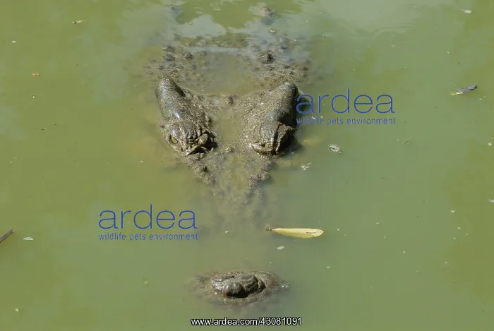: Saltwater or Estuarine Crocodile : Saltwater or Estuarine Crocodile