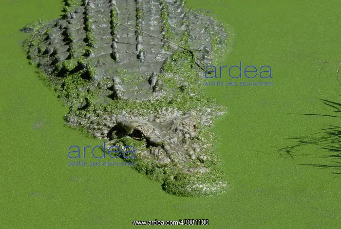 : Saltwater or Estuarine Crocodile : Saltwater or Estuarine Crocodile