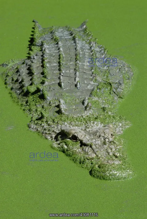 : Saltwater or Estuarine Crocodile : Saltwater or Estuarine Crocodile