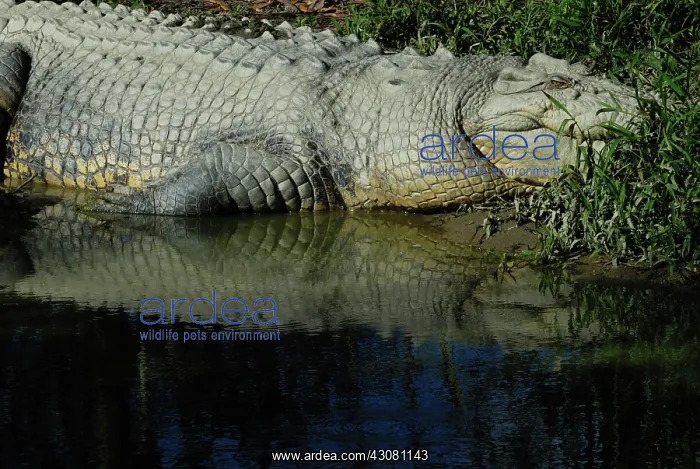 : Saltwater or Estuarine Crocodile : Saltwater or Estuarine Crocodile