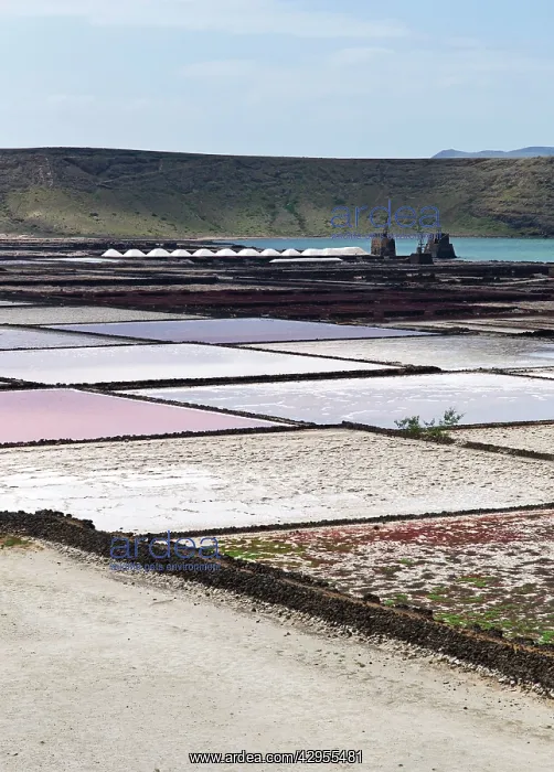 : Saltworks. Salinas de Janubia - Lanzarote - March : Saltworks. Salinas de Janubia - Lanzarote - March