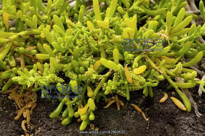 : Saltwort, a widespread tropical seashore plant : Saltwort, a widespread tropical seashore plant