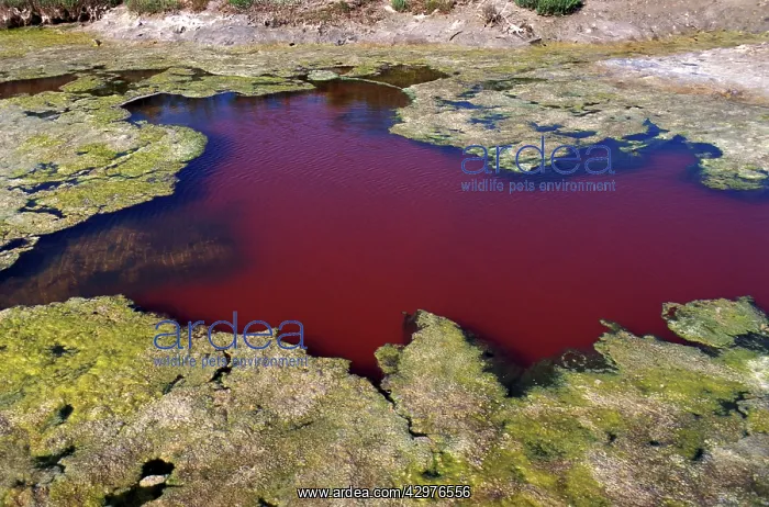 : Salty water colored by microalgas : Salty water colored by microalgas
