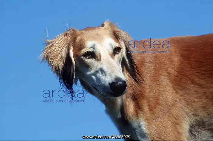  : SALUKI DOG - close-up of head
