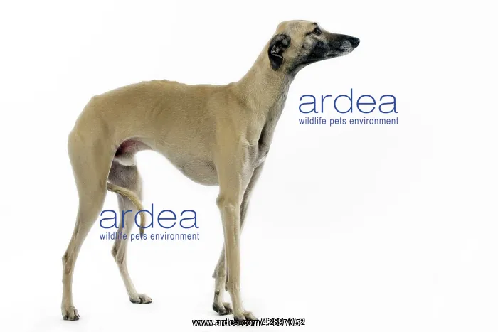 : Saluki Dog - also known as the Royal Dog of Egypt : Saluki Dog - also known as the Royal Dog of Egypt