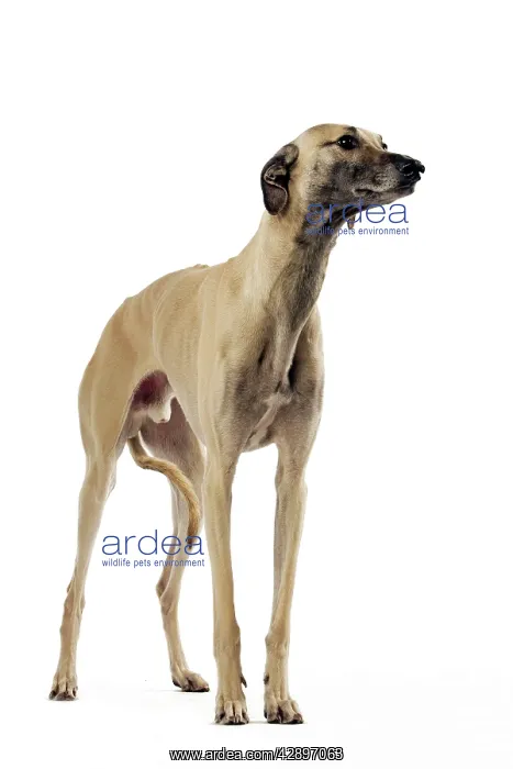  : Saluki Dog - also known as the Royal Dog of Egypt