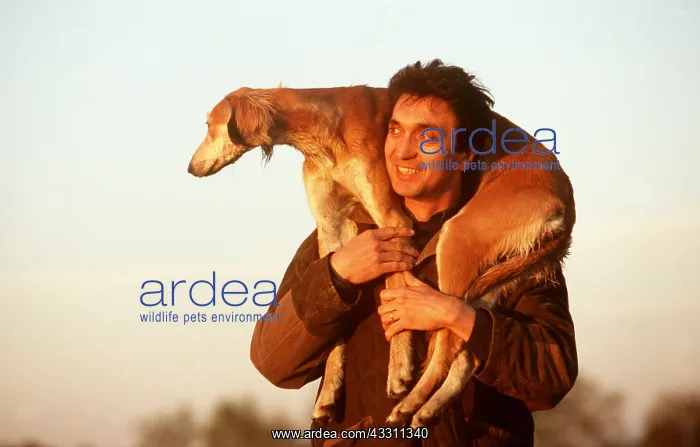 : SALUKI DOG - OVER MAN'S SHOULDER : SALUKI DOG - OVER MAN'S SHOULDER