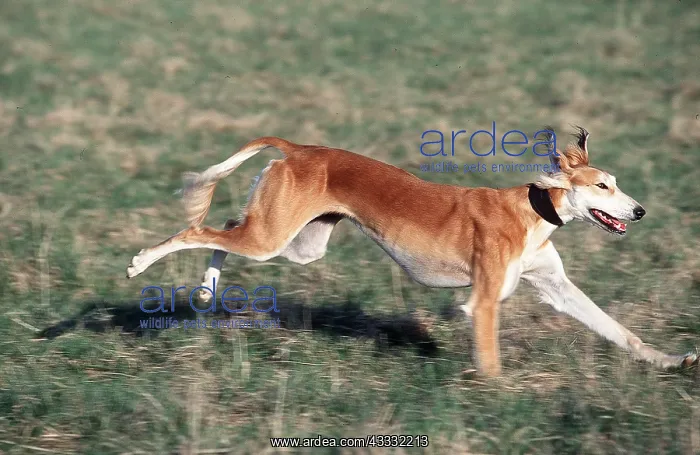 : SALUKI DOG - running, side-view : SALUKI DOG - running, side-view