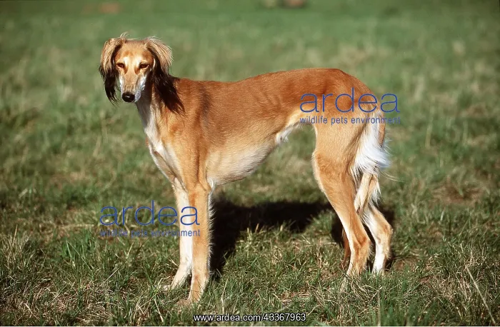 : SALUKI DOG SIDE-ON HEAD FACING : SALUKI DOG SIDE-ON HEAD FACING