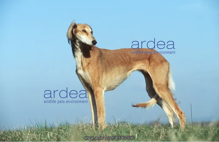 : SALUKI DOG - side-on, looking : SALUKI DOG - side-on, looking