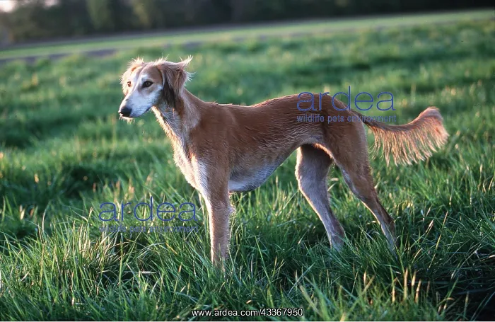 : SALUKI DOG - side-view on grass : SALUKI DOG - side-view on grass