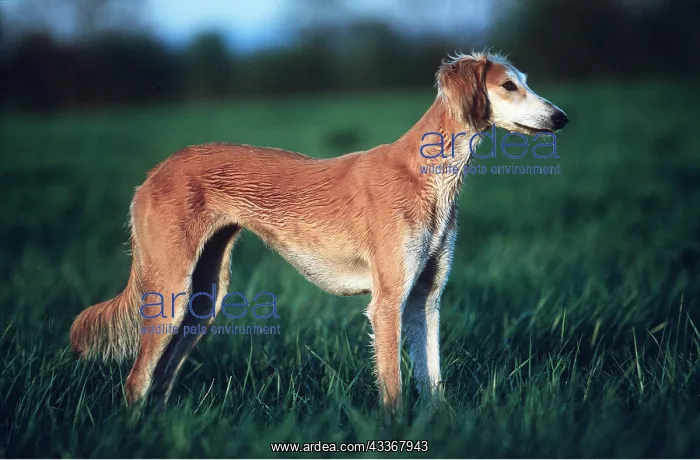 : SALUKI DOG - side view at dusk : SALUKI DOG - side view at dusk