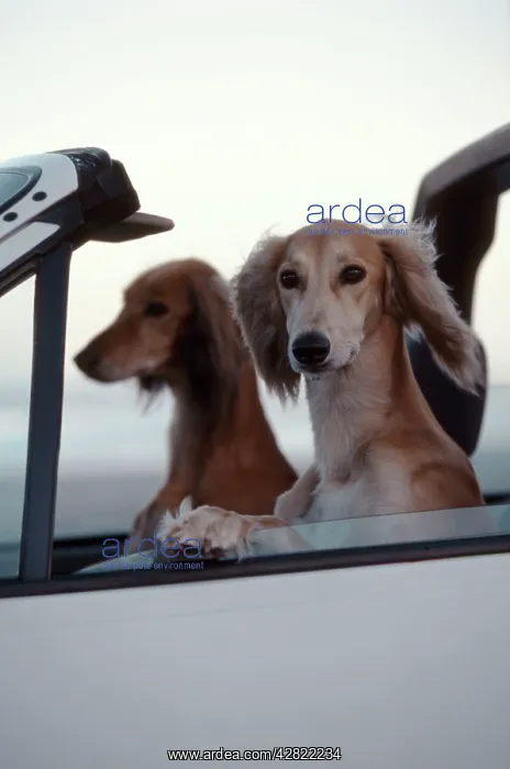 : Saluki Dogs in car : Saluki Dogs in car