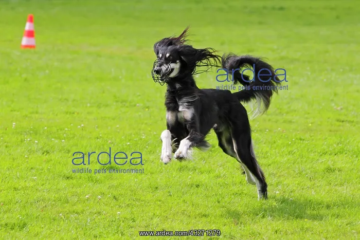 : Saluki, Persian Greyhound, Royal Dog of Egypt (Canis : Saluki, Persian Greyhound, Royal Dog of Egypt (Canis