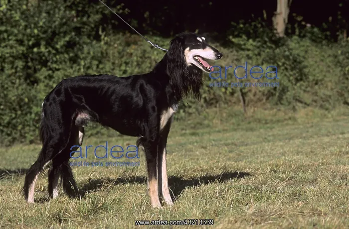: Saluki standing in the grass : Saluki standing in the grass