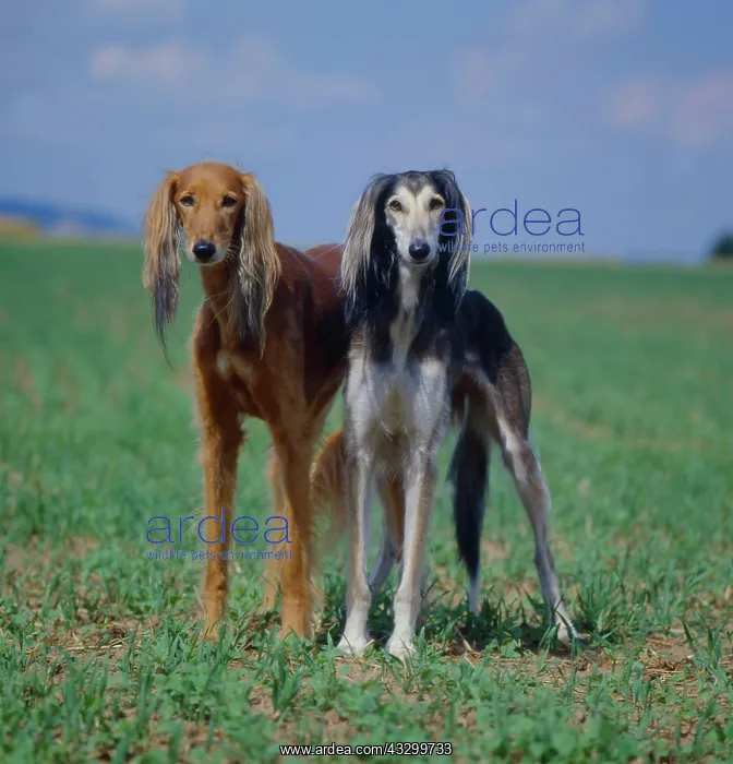 : Salukis, greyhounds Persian greyhound : Salukis, greyhounds Persian greyhound