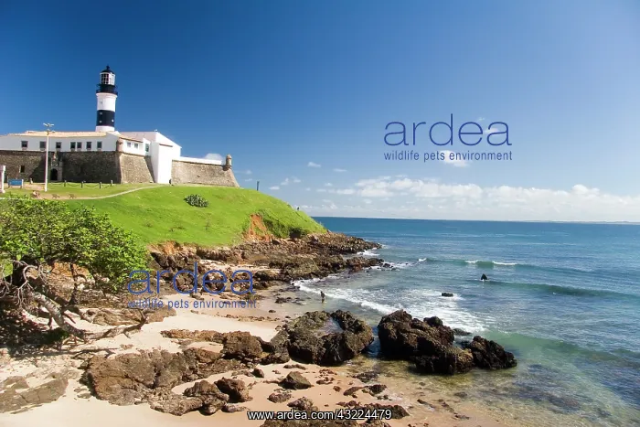 : Salvador, Brazil. Porto da Barra and the : Salvador, Brazil. Porto da Barra and the