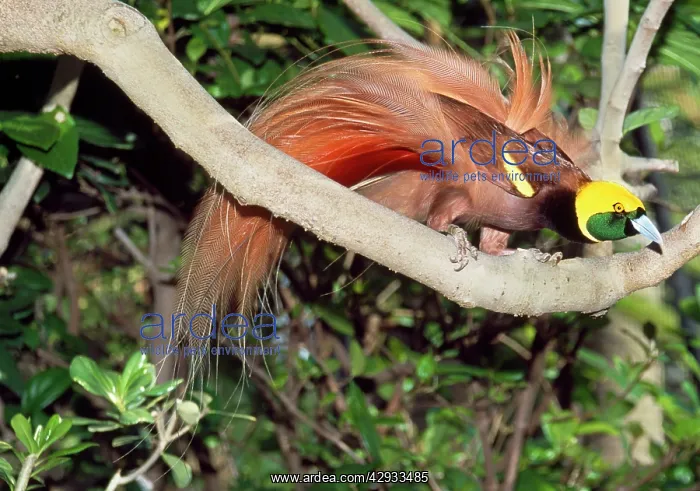 : Salvadori's BIRD OF PARADISE - Male : Salvadori's BIRD OF PARADISE - Male
