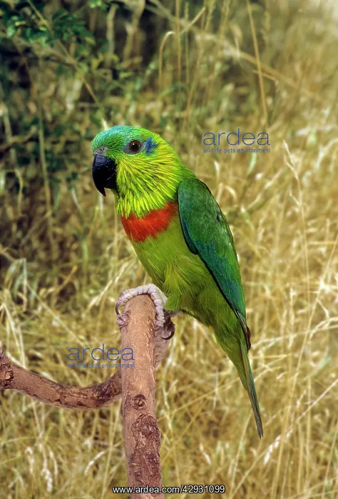 : Salvadori's Fig Parrot : Salvadori's Fig Parrot