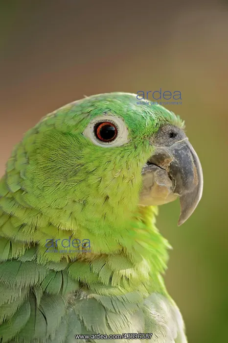 : Salvadori's miller amazon (Amazona farinosa virenticeps) : Salvadori's miller amazon (Amazona farinosa virenticeps)