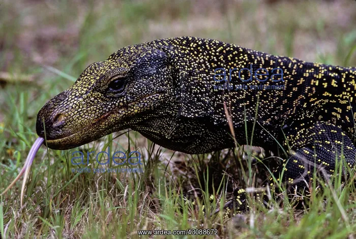 : Salvadori's Monitor (Varanus salvadorii) : Salvadori's Monitor (Varanus salvadorii)