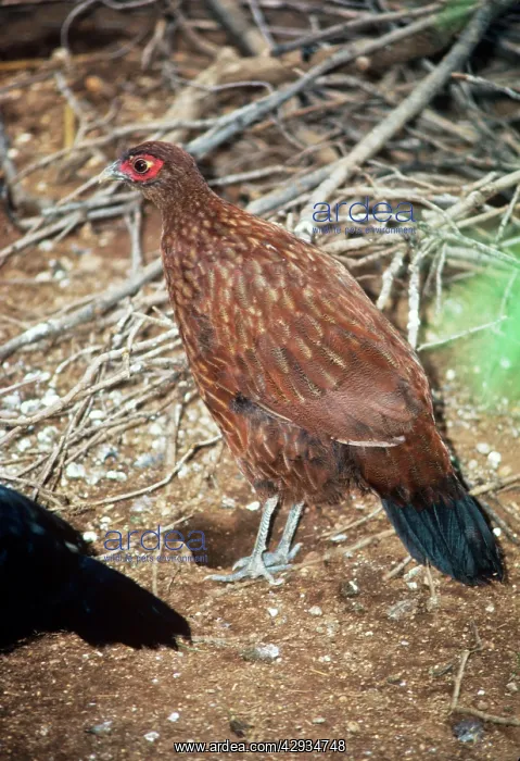 : Salvadori's PHEASANT - Female : Salvadori's PHEASANT - Female