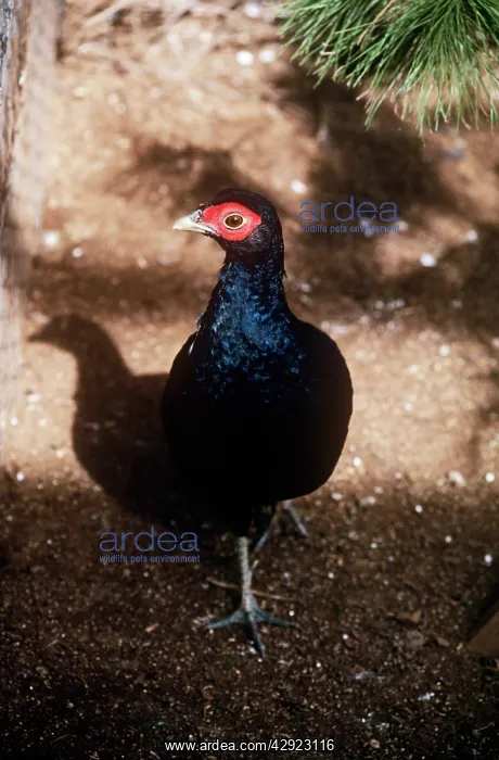 : Salvadori's Pheasant - male : Salvadori's Pheasant - male