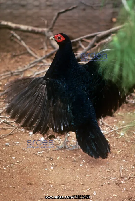: Salvadori's Pheasant - male, display : Salvadori's Pheasant - male, display