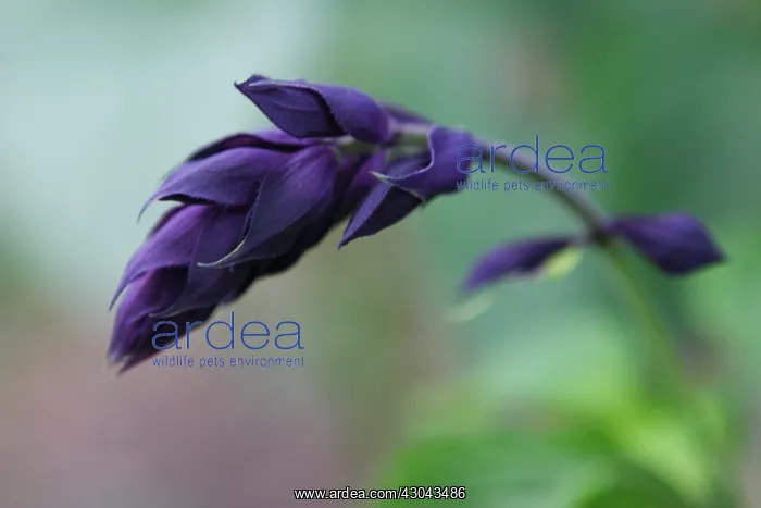 : Salvia : Salvia
