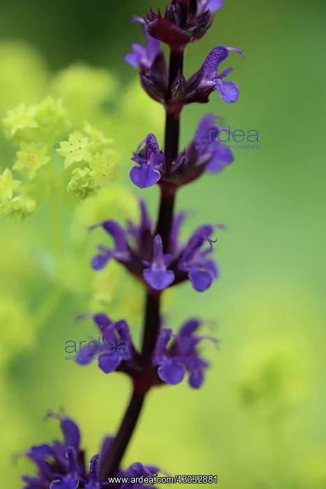 : Salvia. Salvia : Salvia. Salvia